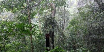 Conserving Gola forest: Sierra Leone and Liberia unite for peace, sustainability – Welcome to the United Nations