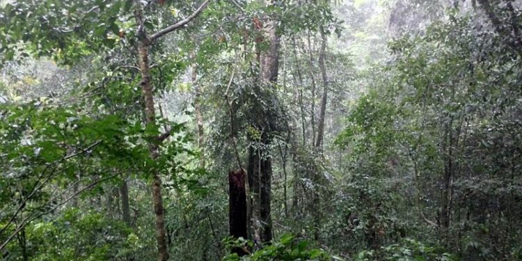 Conserving Gola forest: Sierra Leone and Liberia unite for peace, sustainability – Welcome to the United Nations