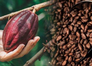 Cocoa Touches New Ten-Month Low on Farm-Gate Price and Crop Size – Bloomberg.com