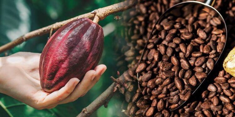 Cocoa Touches New Ten-Month Low on Farm-Gate Price and Crop Size – Bloomberg.com