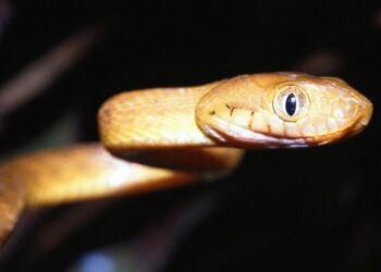 Brown Treesnake Research and Control – National Park Service (.gov)