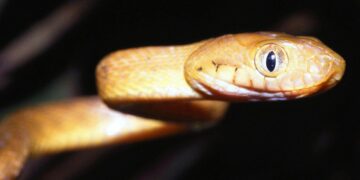 Brown Treesnake Research and Control – National Park Service (.gov)