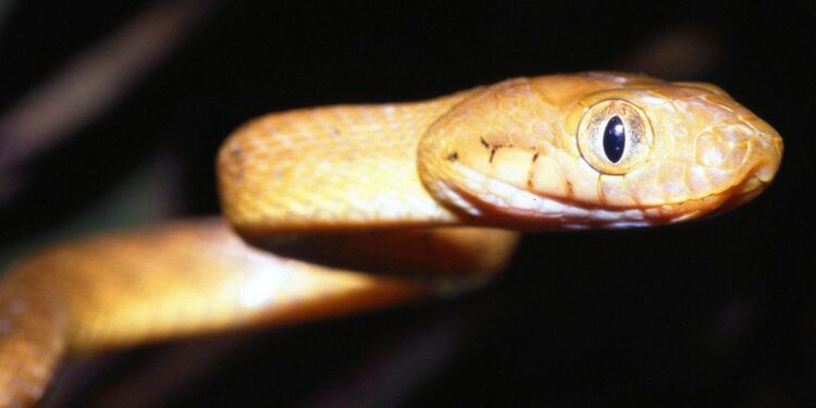Brown Treesnake Research and Control – National Park Service (.gov)