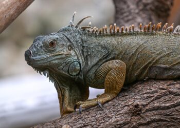 Iguanas from California possibly ‘rafted’ all the way to Fiji, scientists say – SFGATE