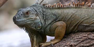 Iguanas from California possibly ‘rafted’ all the way to Fiji, scientists say – SFGATE