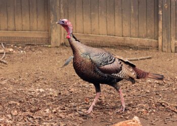 Turkey Warns of Encirclement in Eastern Mediterranean, Says Military May Act if Diplomacy Fails – GreekReporter.com