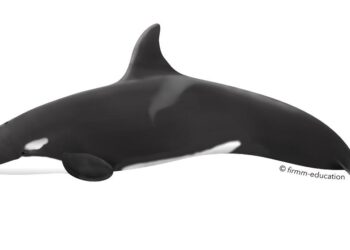 Orcas sink one boat, damage another, off coast of Portugal – DIVE Magazine