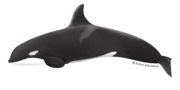 Orcas sink one boat, damage another, off coast of Portugal – DIVE Magazine