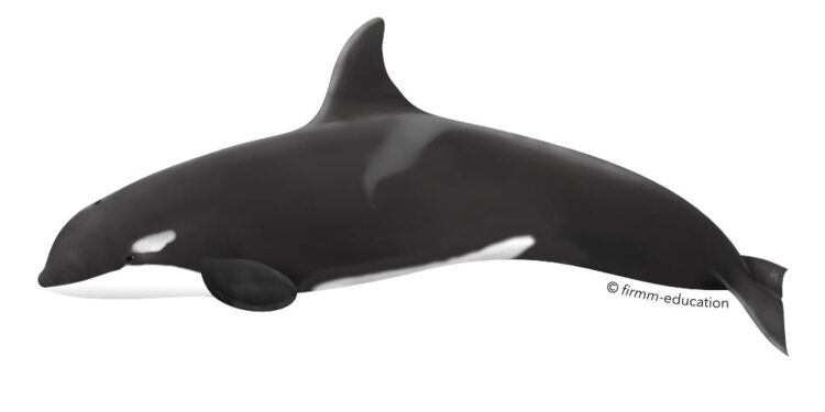 Orcas sink one boat, damage another, off coast of Portugal – DIVE Magazine