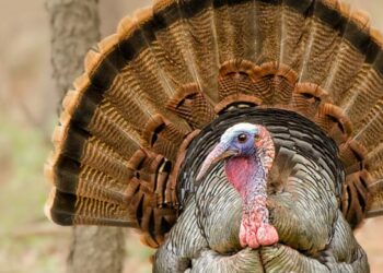 Turkey, Egypt and Qatar Will Help Israel and U.S. Recover Bodies of Hostages From Gaza – Haaretz