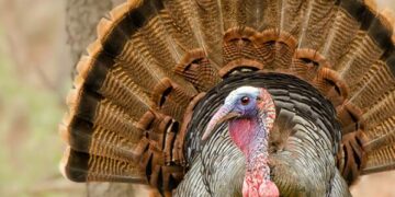 Turkey, Egypt and Qatar Will Help Israel and U.S. Recover Bodies of Hostages From Gaza – Haaretz