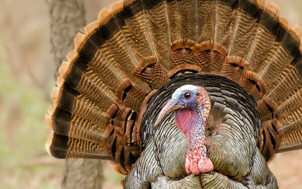 Turkey, Egypt and Qatar Will Help Israel and U.S. Recover Bodies of Hostages From Gaza – Haaretz