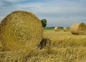 Lukashenko orders to develop Belarus-U.S. relations plan, draw red lines – BelTA – News