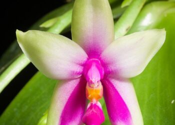 Bellina earns Atlantic Hockey America weekly honors – Rochester Institute of Technology Athletics