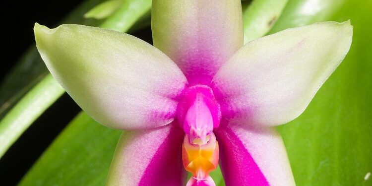 Bellina earns Atlantic Hockey America weekly honors – Rochester Institute of Technology Athletics