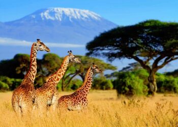 Tanzania travel – Lonely Planet