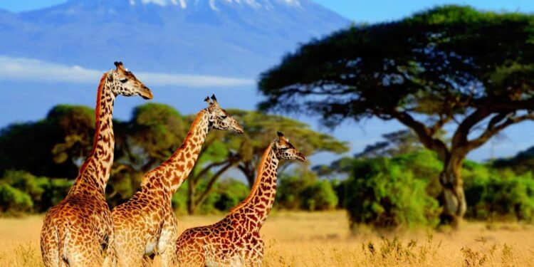 Tanzania travel – Lonely Planet