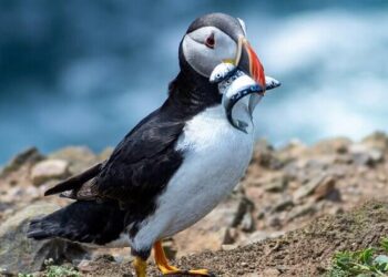 Seabird populations soar after Marshall Islands restoration success – Oceanographic Magazine