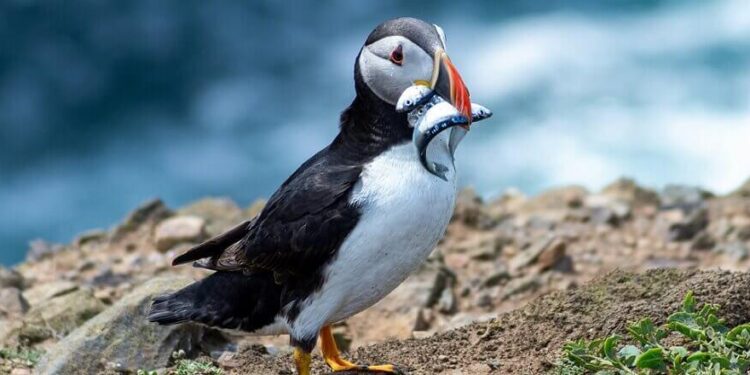Seabird populations soar after Marshall Islands restoration success – Oceanographic Magazine
