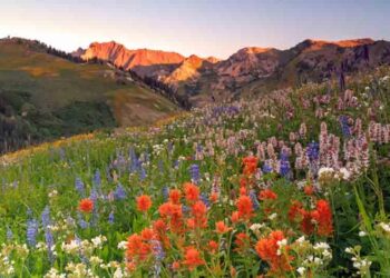 Wildflower Days and Wine-Flowing Nights in Slovenia – The New York Times