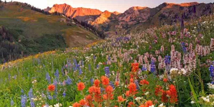 Wildflower Days and Wine-Flowing Nights in Slovenia – The New York Times