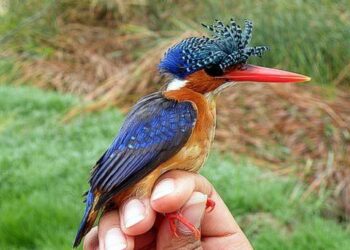 BirdLife Malta accuses government of diluting bird ringing standards to appease trappers – MaltaToday