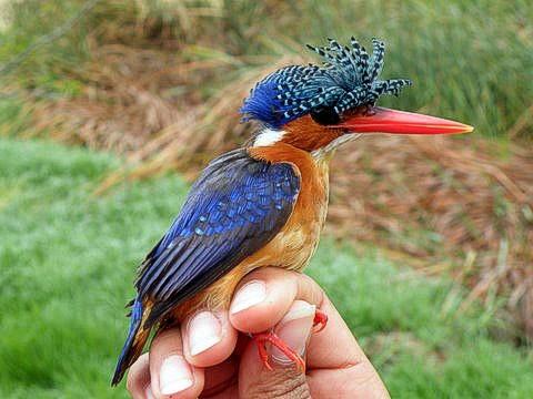 BirdLife Malta accuses government of diluting bird ringing standards to appease trappers – MaltaToday