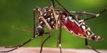 Cold-Resistant Mosquitoes Found In Iceland – The Reykjavik Grapevine