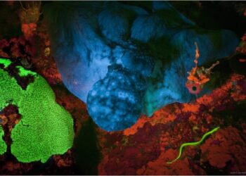 Mai Fatty Backs Barrow as Gambia’s Most Viable Political Leader – Voice Gambia