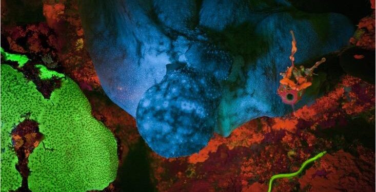 Mai Fatty Backs Barrow as Gambia’s Most Viable Political Leader – Voice Gambia