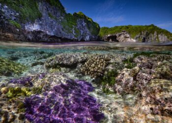 Island of Niue considers travelling forward in time to catch up with New Zealand – The Guardian