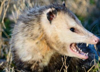 Three opossums caught in Hawaii this fall – KITV