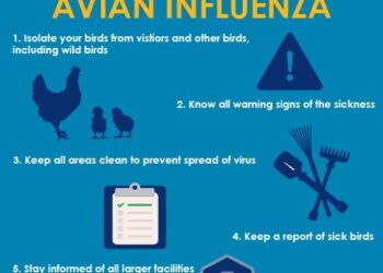 Bird flu prevention zone to be introduced in Northern Ireland – Yahoo News New Zealand