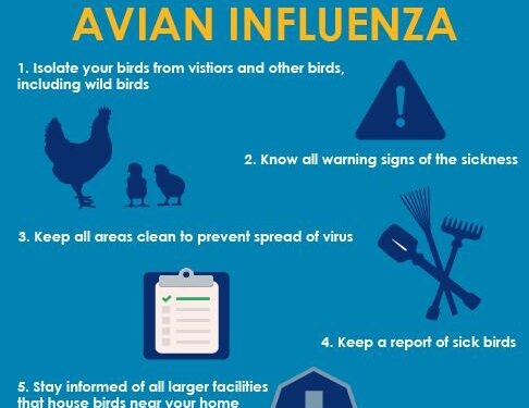 Bird flu prevention zone to be introduced in Northern Ireland – Yahoo News New Zealand