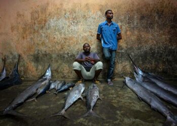 Mauritania’s Fisheries: From Ocean Wealth to Food Security – The Borgen Project