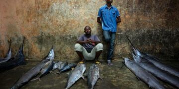 Mauritania’s Fisheries: From Ocean Wealth to Food Security – The Borgen Project