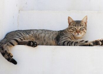 An estimated 1 million cats prowl the streets of Cyprus as officials scramble to check their numbers – JHNewsAndGuide.com