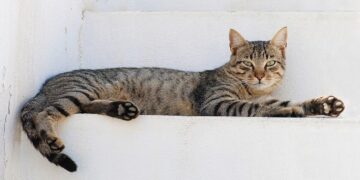 An estimated 1 million cats prowl the streets of Cyprus as officials scramble to check their numbers – JHNewsAndGuide.com