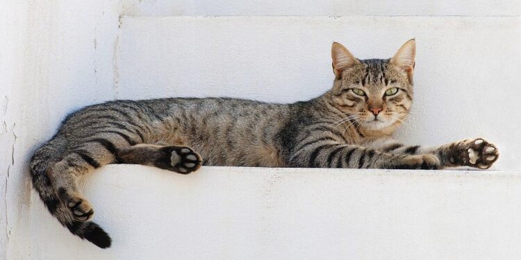 An estimated 1 million cats prowl the streets of Cyprus as officials scramble to check their numbers – JHNewsAndGuide.com