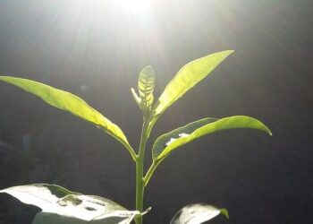 Norovirus outbreak sickens 75 on cruise ship bound for Boston – CBS News