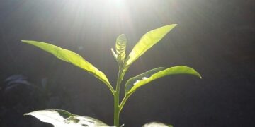 Norovirus outbreak sickens 75 on cruise ship bound for Boston – CBS News