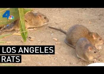 Los Angeles displaces Chicago as America’s rattiest city – CBS News