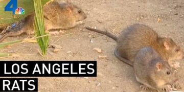 Los Angeles displaces Chicago as America’s rattiest city – CBS News