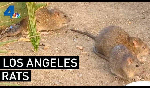 Los Angeles displaces Chicago as America’s rattiest city – CBS News