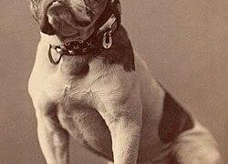 Bulldogs dive deep to explore Palau – University of Redlands