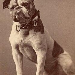 Bulldogs dive deep to explore Palau – University of Redlands