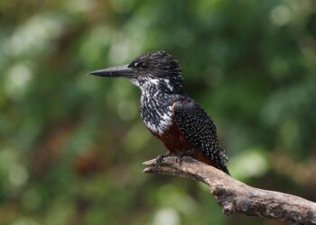 2nd extinct-in-wild Guam kingfisher hatches at National Aviary – CBS News
