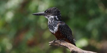 2nd extinct-in-wild Guam kingfisher hatches at National Aviary – CBS News