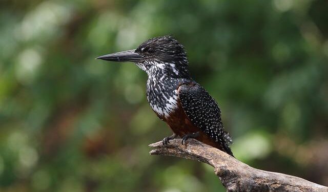 2nd extinct-in-wild Guam kingfisher hatches at National Aviary – CBS News