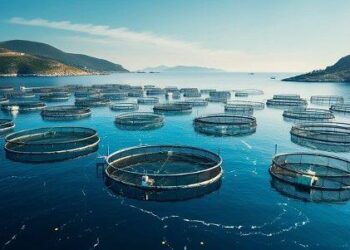 Can cage aquaculture save Malawi’s fisheries? – FairPlanet